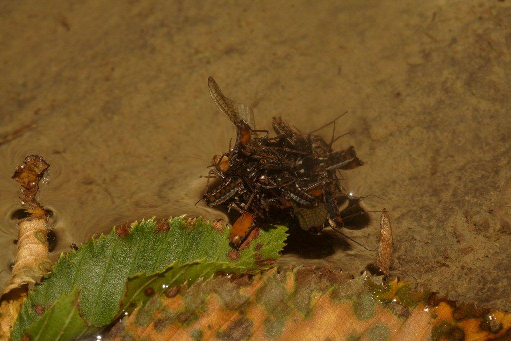 escursione ululonesca